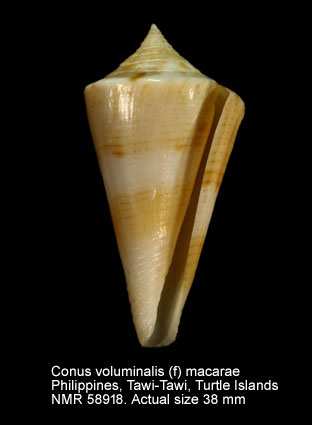 Conus voluminalis (f) macarae.jpg - Conus voluminalis (f) macaraeBernardi,1857